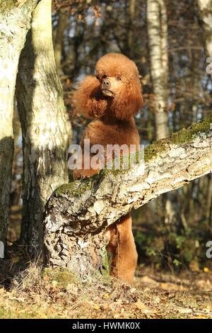 Riesige Pudel Stockfoto