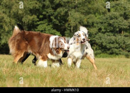 Australian Shepherds Stockfoto