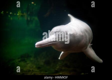 Amazonas-Flussdelfin Stockfoto