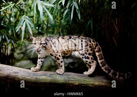 Nebelparder Stockfoto