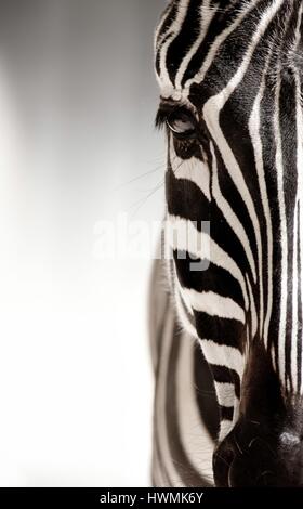 Zebra Stockfoto