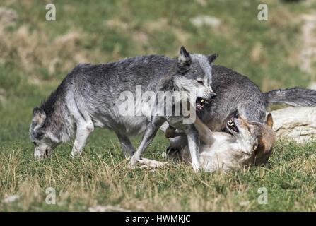 Eastern Timber Wolf Stockfoto