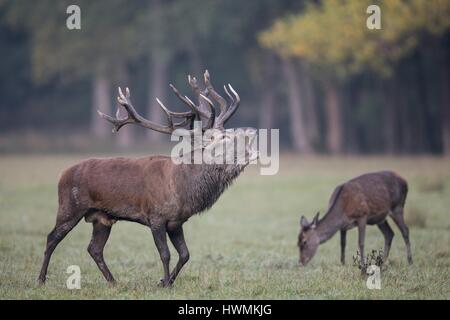 Red deer Stockfoto