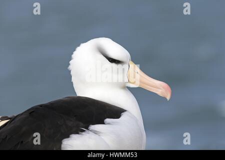 Black-browed albatross Stockfoto