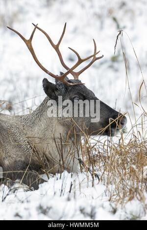 Rentier Stockfoto