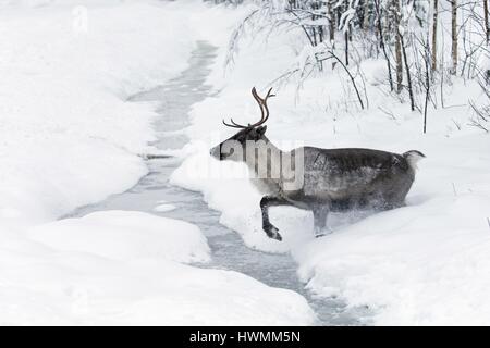 Rentier Stockfoto