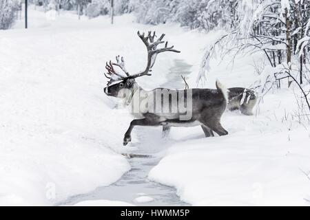 Rentier Stockfoto