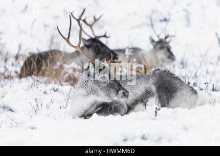 Rentier Stockfoto