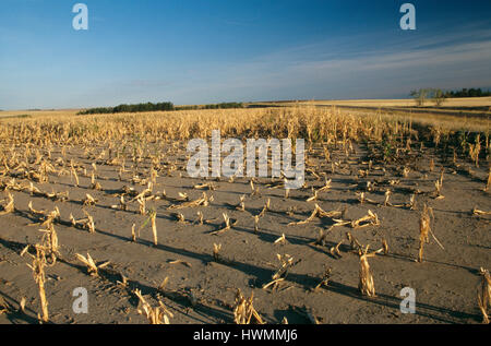 Maisfeld, Ernteausfall aufgrund von Dürre und Hagel "Zea mays" Nebraska. Stockfoto