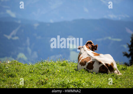 Kühe in den europäischen Alpen in Österreich Mühlbach bin glücklich, dass Braun und weiß gefleckt Hochkönig bei Salzburg Stockfoto