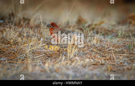 Profil, Nahaufnahme einer purple Finch neben Kerne von Mais, Gras Hintergrund. Dieser Vogel auch ein Spatz eingetaucht in Himbeersaft genannt. usa, Wyoming Stockfoto