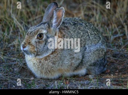 Nahaufnahme, Porträt einer cottontail bunny Hasen im Feld, Wiese. Tierwelt. Feder in Wyoming, USA Stockfoto