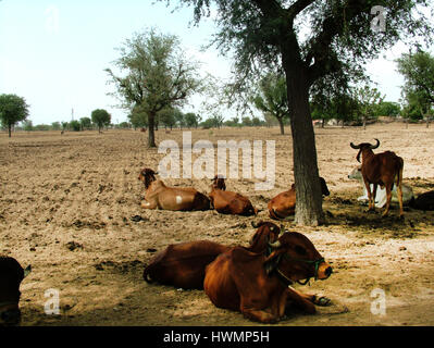 Kuh, Dorf ländliche Gegend, Nordindien (Photo Copyright © by Saji Maramon) Stockfoto