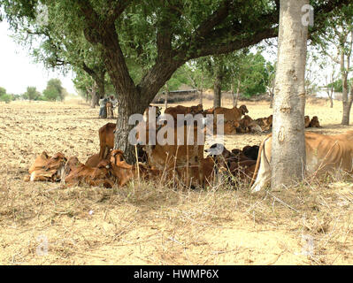 Dorf Ländliche Gegend, Trockengebiet, Temperatur Hoch, Nordindien (Copyright © Saji Maramon) Stockfoto