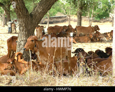 Dorf Ländliche Gegend, Trockengebiet, Temperatur Hoch, Nordindien (Copyright © Saji Maramon) Stockfoto