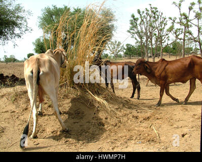 Dorf Ländliche Gegend, Trockengebiet, Temperatur Hoch, Nordindien (Copyright © Saji Maramon) Stockfoto