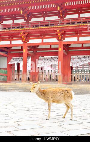 Japanische Sika Hirsche vor Todaiji Tempel, Nara, Japan Stockfoto