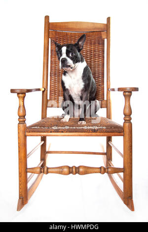 Liebenswert Boston Terrier auf antiken Schaukelstuhl auf weißem Hintergrund. Isoliert auf weiss. Vintage Schaukelstuhl. Antiker Schaukelstuhl isoliert. Stockfoto