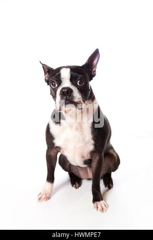 Entzückende Boston Terrier posiert im Studio auf einem weißen Hintergrund. Isoliert auf weiss. Stockfoto