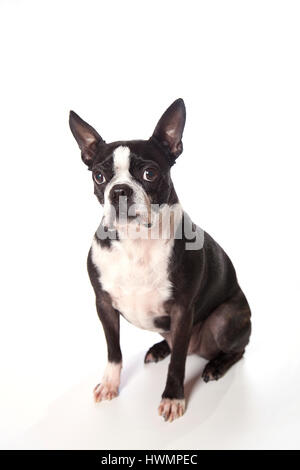 Entzückende Boston Terrier posiert im Studio auf einem weißen Hintergrund. Isoliert auf weiss. Stockfoto