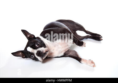 Entzückende Boston Terrier posiert im Studio auf einem weißen Hintergrund. Isoliert auf weiss. Stockfoto