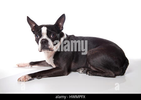 Entzückende Boston Terrier posiert im Studio auf einem weißen Hintergrund. Isoliert auf weiss. Stockfoto