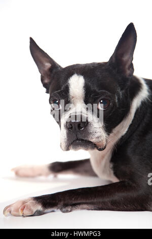 Entzückende Boston Terrier posiert im Studio auf einem weißen Hintergrund. Isoliert auf weiss. Stockfoto