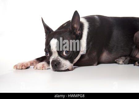 Entzückende Boston Terrier posiert im Studio auf einem weißen Hintergrund. Isoliert auf weiss. Stockfoto