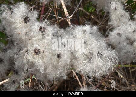 Sterne-geformte Samen von alten Mans Bart (Clematis Vitalba), mit langen, seidigen Anlagen bereit für Zerstreuung. Stockfoto