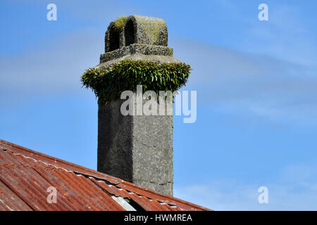 Laub bedeckt Schornstein auf einem verlassenen Haus, auf der Südinsel Neuseelands. Stockfoto