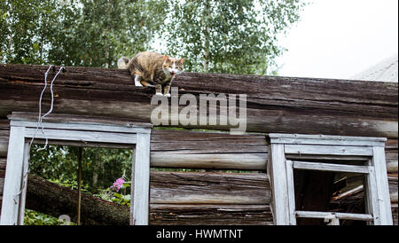 Die Katze kann nicht unterkriegen Stockfoto