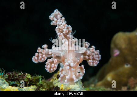 Nacktschnecken, Miamira Alleni auf Korallen, Anilao, Luzon, Guimaras Strait, Philippinen Stockfoto