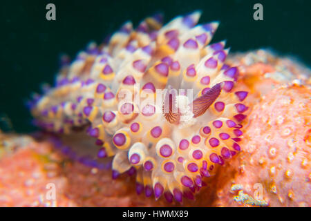 Nacktschnecken, Pygmy Savinkini auf Korallen, Anilao, Luzon, Guimaras Strait, Philippinen Stockfoto