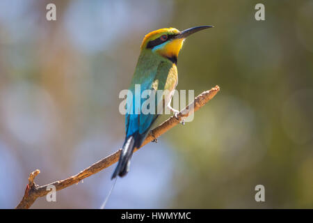 Regenbogen Bienenfresser (Merops Ornatus) Stockfoto