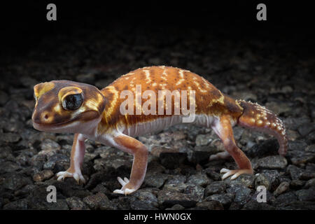 Glatten Knopf-tailed Gecko (Nephrurus Levis) Stockfoto