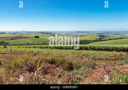 Zuckerrohrfelder gegen ländliche Landschaft und blauer Himmel in Südafrika Stockfoto