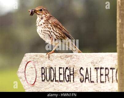 Eine Singdrossel, Turdus Philomelos, eine frisch gefangene Schnecke im Schnabel hält. Seine Stellung auf einem Devon Küste Weg Schild, Budleigh Salterton Stockfoto