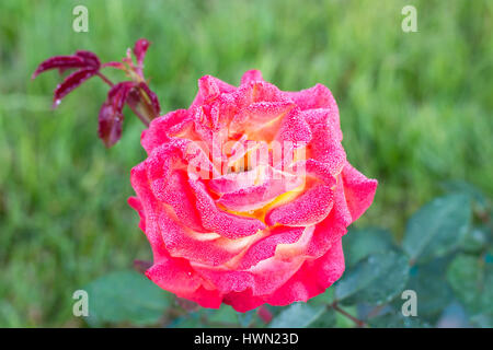 Gartenrosen in Tröpfchen Morgentau auf Blütenblätter Stockfoto