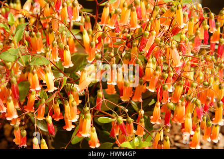 Kalanchoe Stockfoto