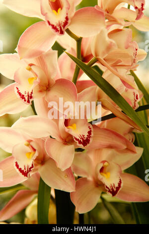 Cymbidium Orchidee. Stockfoto