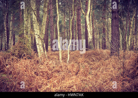 Silver Birch und Koniferen am Waldrand in Sutton Common Stockfoto