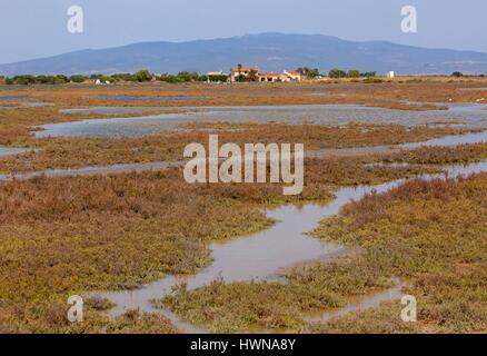 Italien, Sardinien, Sinis, Cabras, Salz Sümpfe, Salicornes Stockfoto