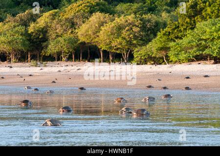 Nicaragua, Rivas District, San Juan del Sur, Playa la Flor, Olive Ridley Meeresschildkröten (Lepidochelys Olivacea) Stockfoto