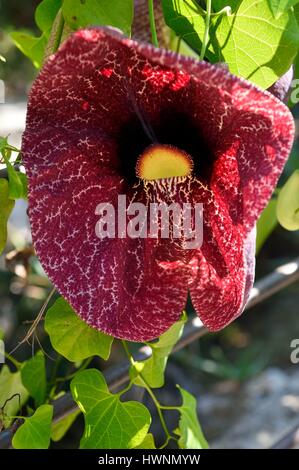 Frankreich, Alpes-Maritimes, Menton, Val Rahmeh Botanischer Garten, Gigantea Haken oder brasilianischen Dutchman's Rohr oder riesige Pelikan Blume (Aristolochia gigantea) Stockfoto