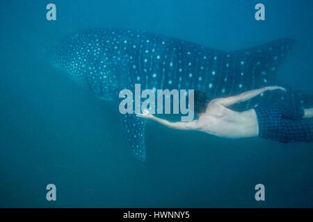 Philippinen, Luzon, Provinz Sorsogon, Donsol, Touristen mit Walhai (Rhincodon Typus) im Plankton-gesättigten Wasser schwimmen Stockfoto