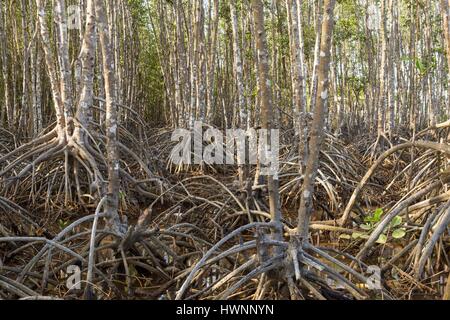 Philippinen, Luzon, Provinz Sorsogon, Donsol, Mangroven von Dorfbewohnern gepflanzt Stockfoto