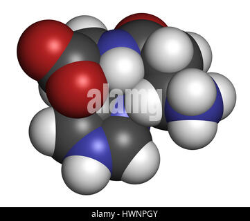 Carnosin (L-Carnosin) Nahrung Ergänzung Molekül. 3D-Rendering. Atome sind als Kugeln mit konventionellen Farbcodierung vertreten: (weiß), Wasserstoffauto Stockfoto