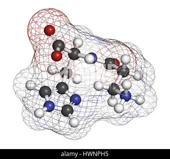 Carnosin (L-Carnosin) Nahrung Ergänzung Molekül. 3D-Rendering. Atome sind als Kugeln mit konventionellen Farbcodierung vertreten: (weiß), Wasserstoffauto Stockfoto