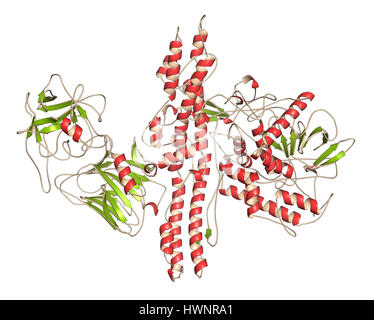 Botulinum Toxin neurotoxische Protein, 3D rendering. Von Clostridium Botulinum produziert. Kosmetisch verwendet, um Falten zu behandeln. Cartoon Darstellung, seco Stockfoto