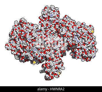 Botulinum Toxin neurotoxische Protein, 3D rendering. Von Clostridium Botulinum produziert. Kosmetisch verwendet, um Falten zu behandeln. Atome werden als Sph dargestellt. Stockfoto